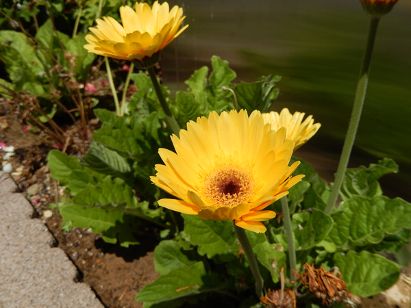 花壇のお花